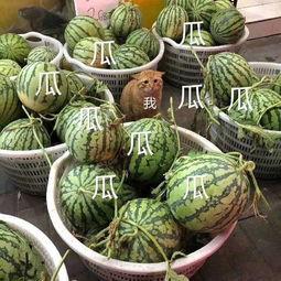 娱乐吃瓜壁纸图片,揭秘吃瓜群众背后的故事  第2张